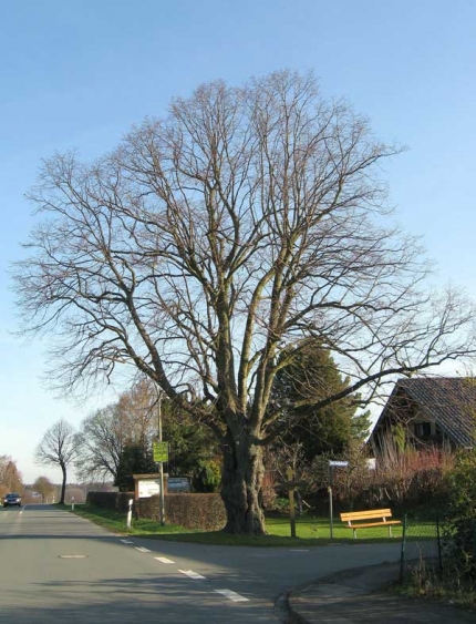 Bild 2 von Linde am Sachsbusch